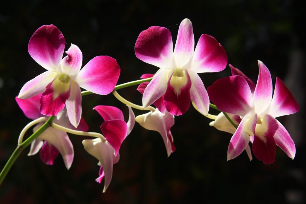 EHcoaching Ota yhteyttä kuvituskuva Orkidea